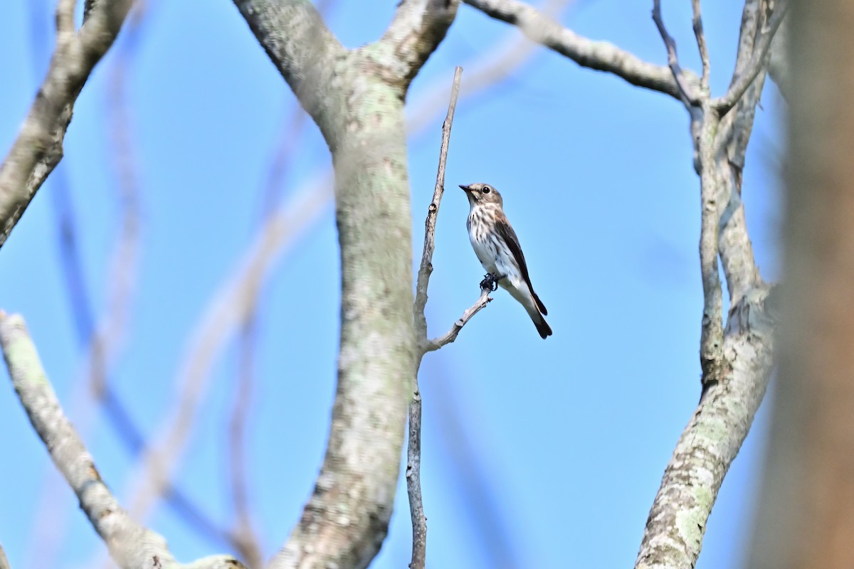 Gray-streaked Flycatcher - Weber Tsai