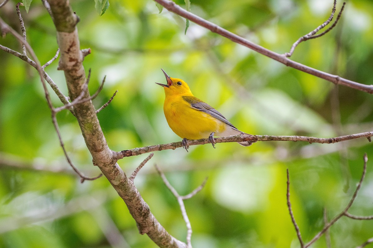 Prothonotary Warbler - ML618245201