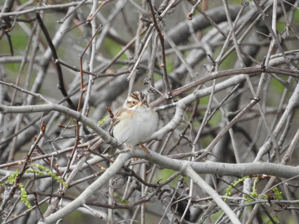 Clay-colored Sparrow - ML618245242