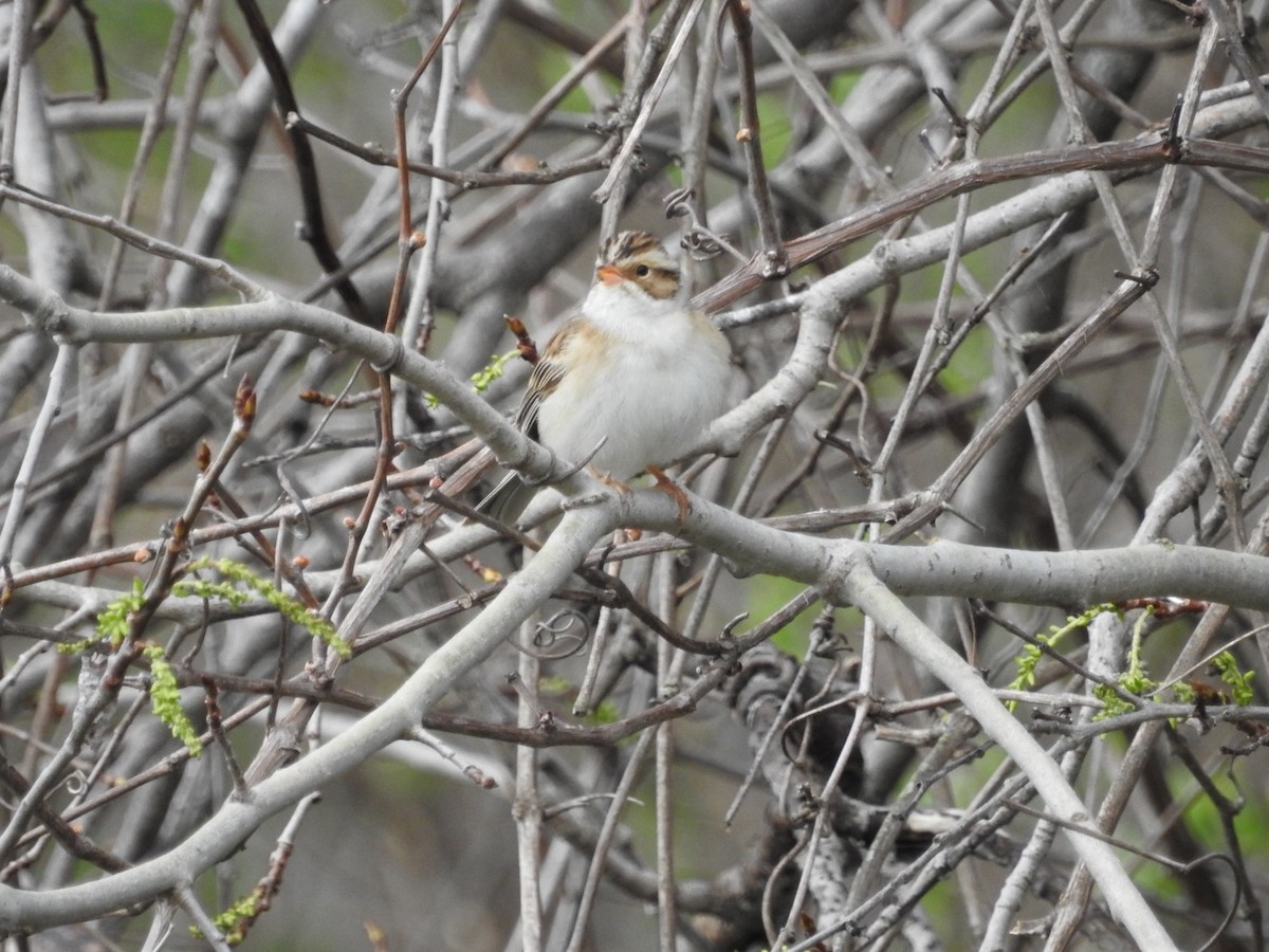 Clay-colored Sparrow - Andy McGivern