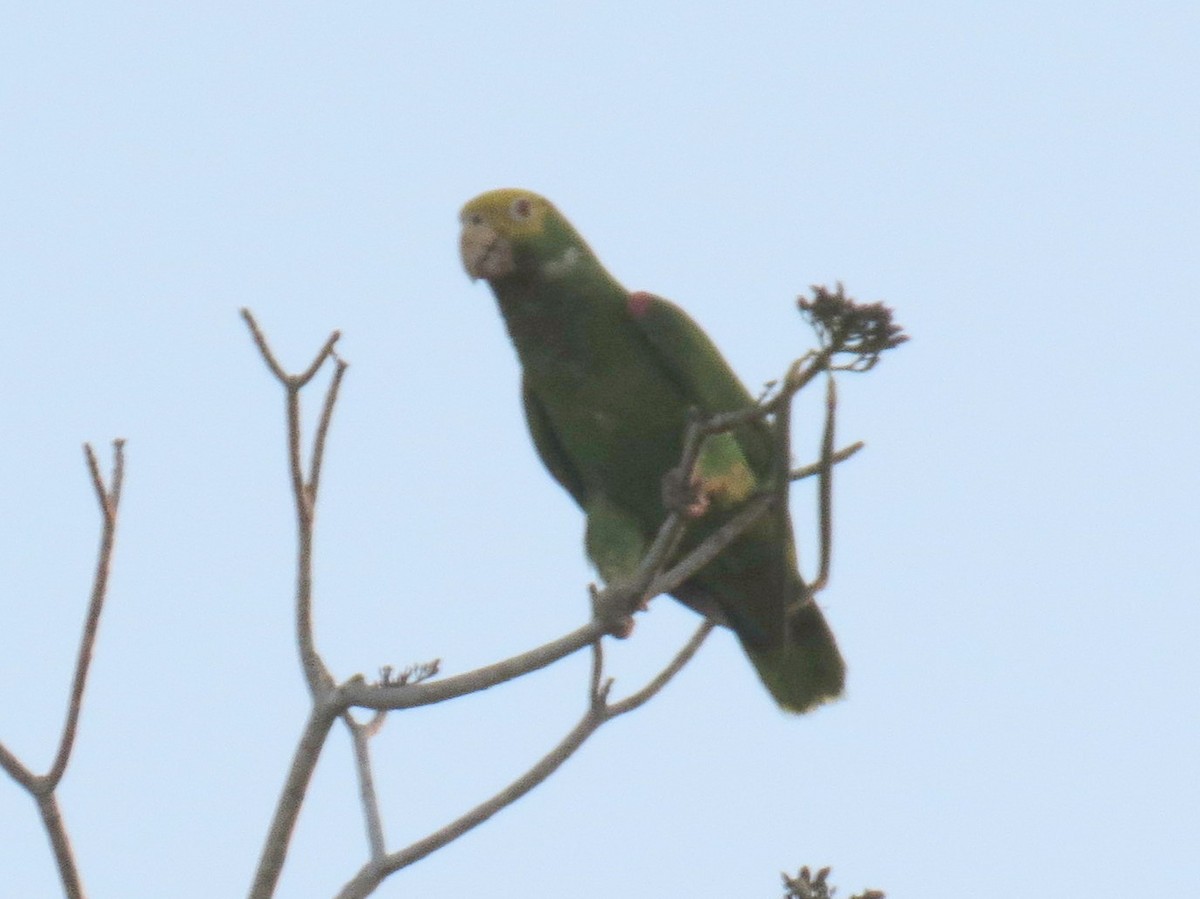 Yellow-headed Parrot - ML618245247
