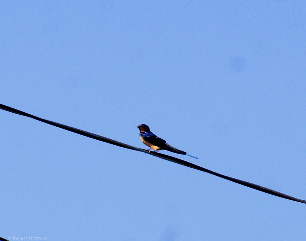 Barn Swallow - ML618245266