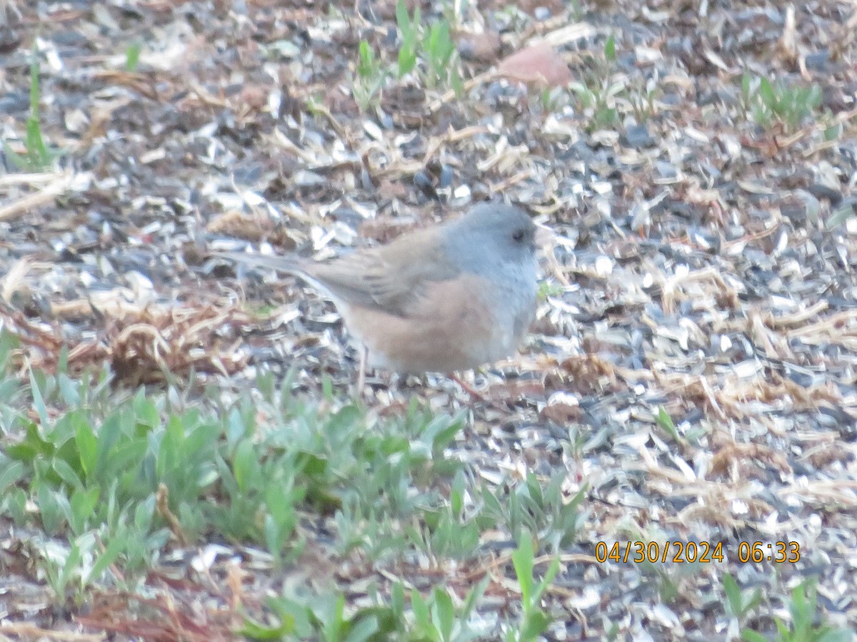 Dark-eyed Junco (Pink-sided) - Anonymous