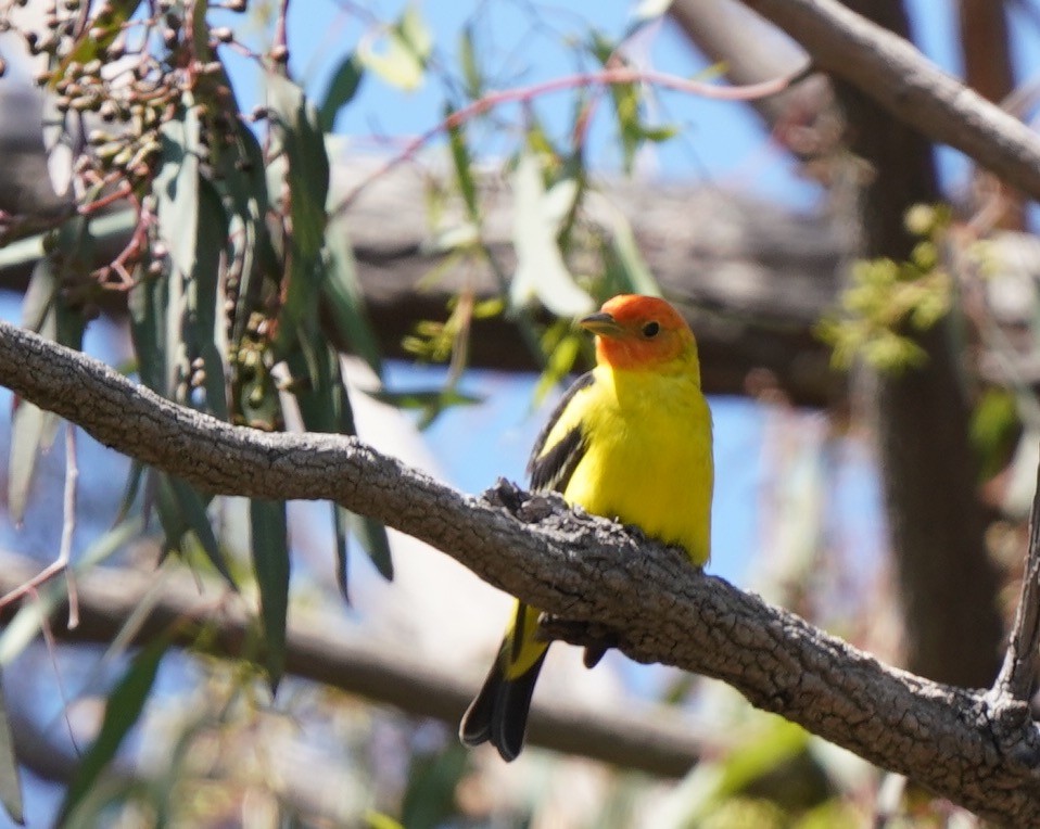 Western Tanager - ML618245269