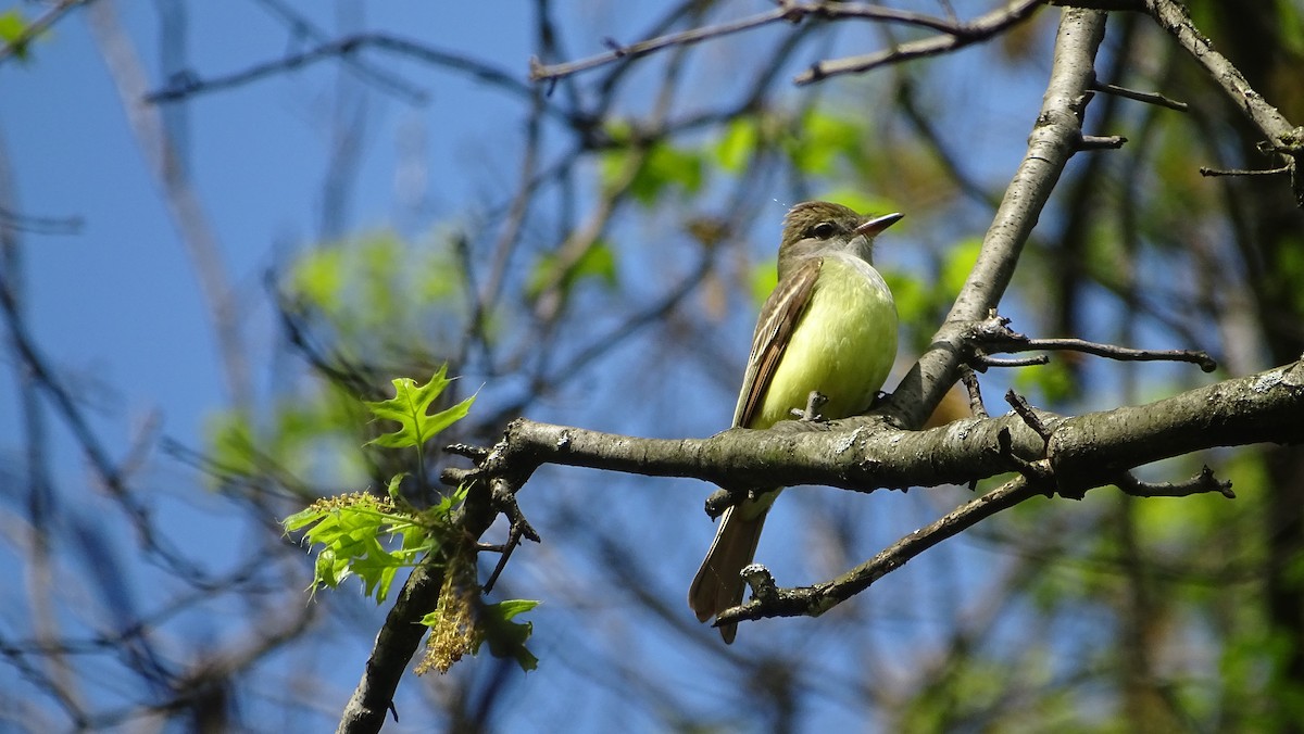 Great Crested Flycatcher - ML618245321