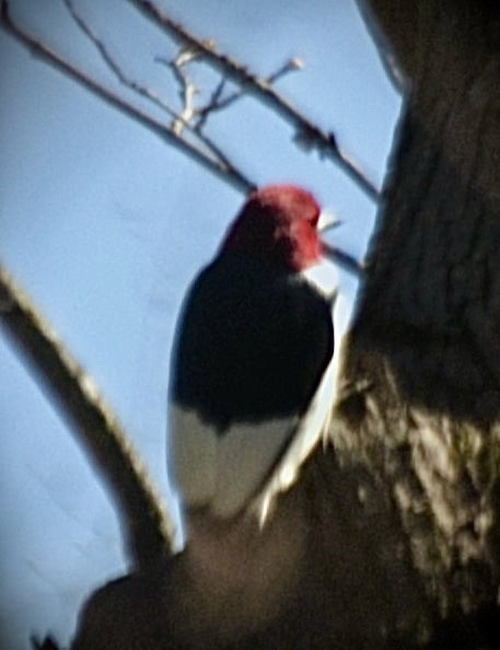 Red-headed Woodpecker - ML618245354