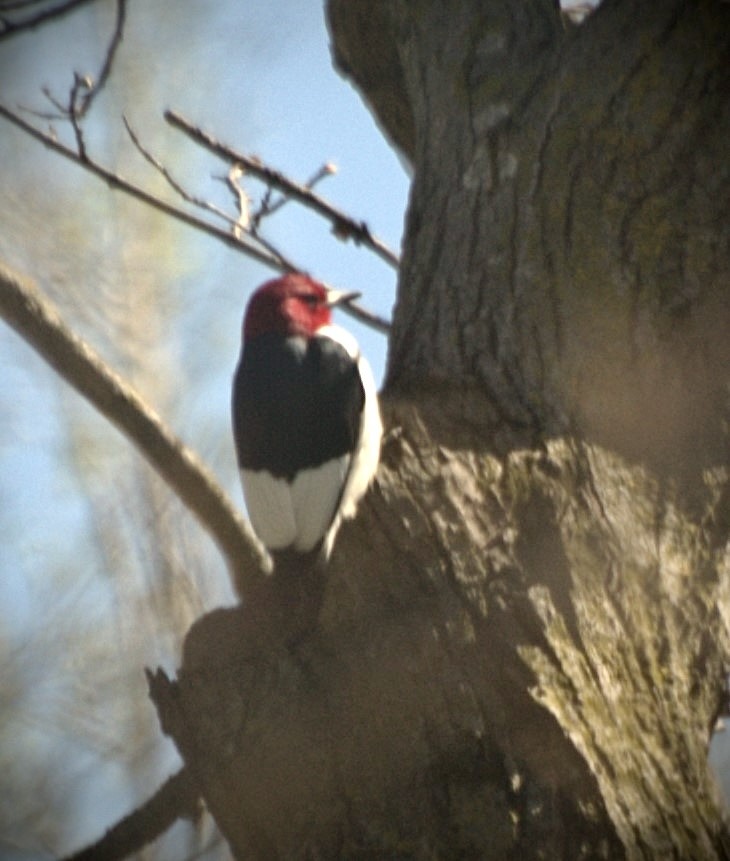 Red-headed Woodpecker - ML618245355