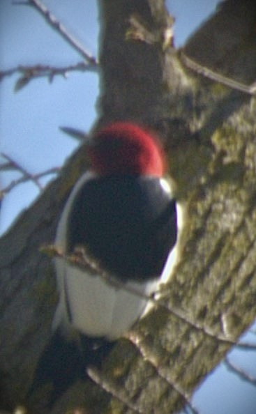 Red-headed Woodpecker - ML618245356
