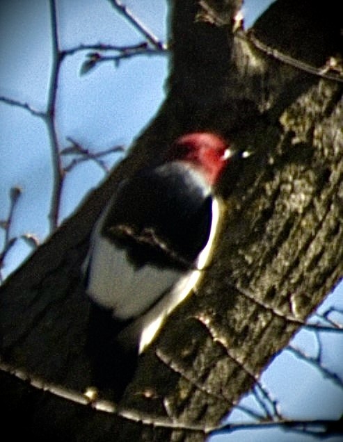 Red-headed Woodpecker - Dorothy Jayne