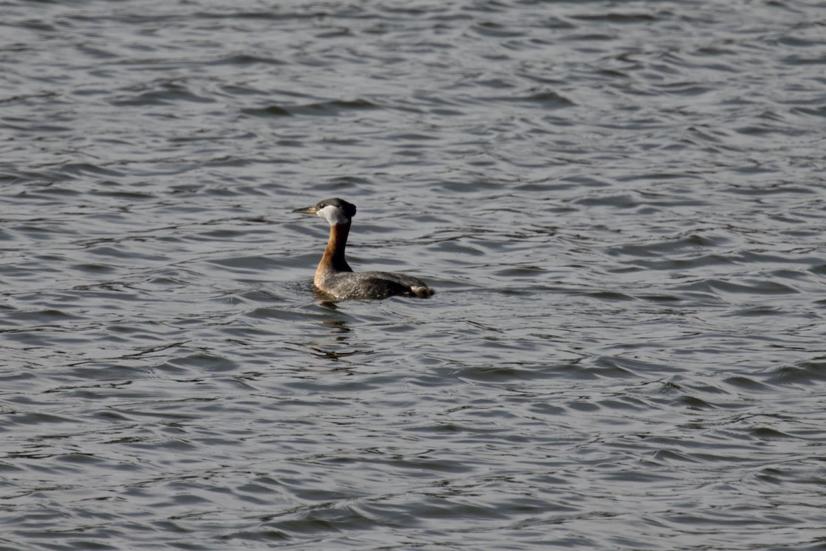 Red-necked Grebe - ML618245385