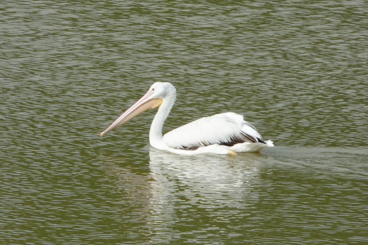American White Pelican - Ute Welk