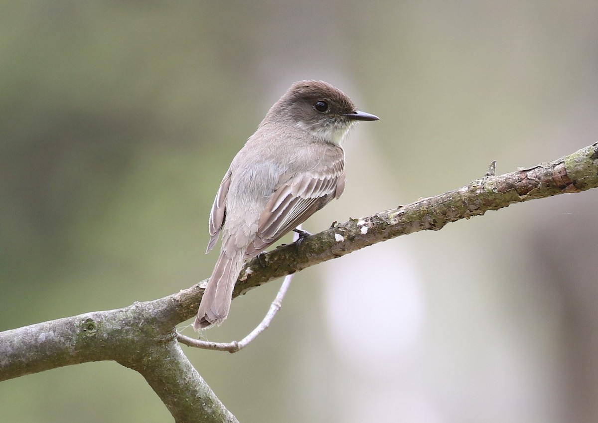Eastern Phoebe - maggie peretto