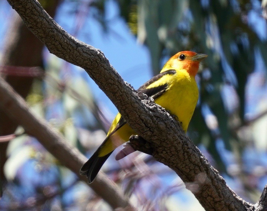 Western Tanager - ML618245441