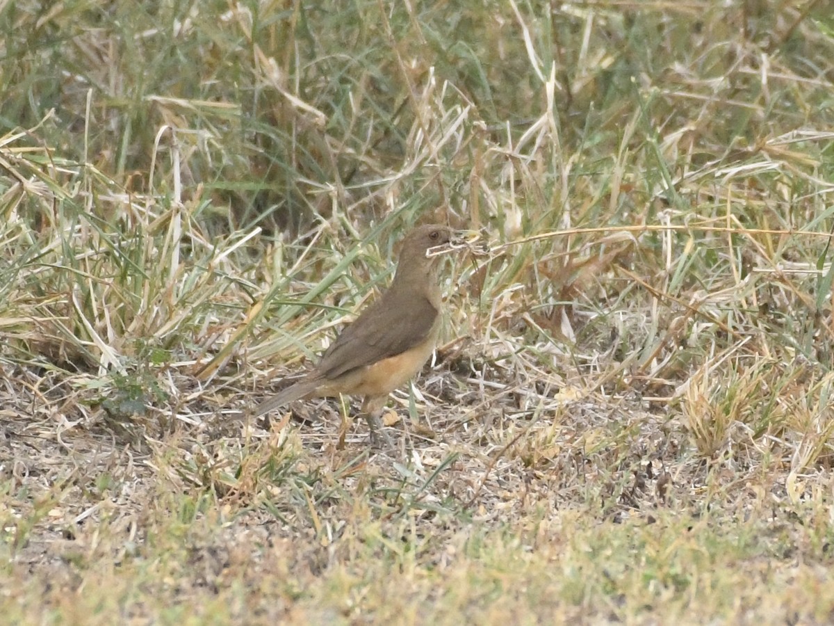 Clay-colored Thrush - Kent Kleman