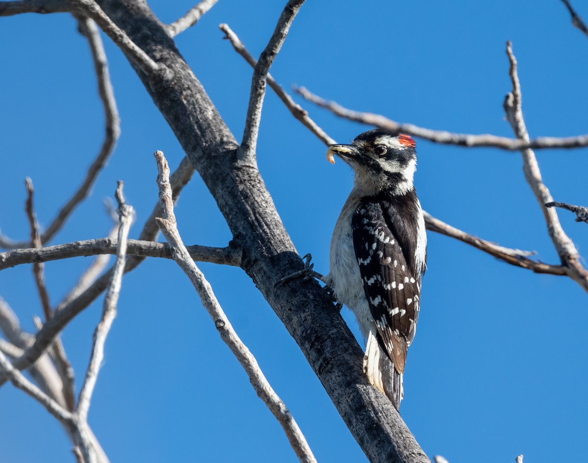 Downy Woodpecker - Robert Shull