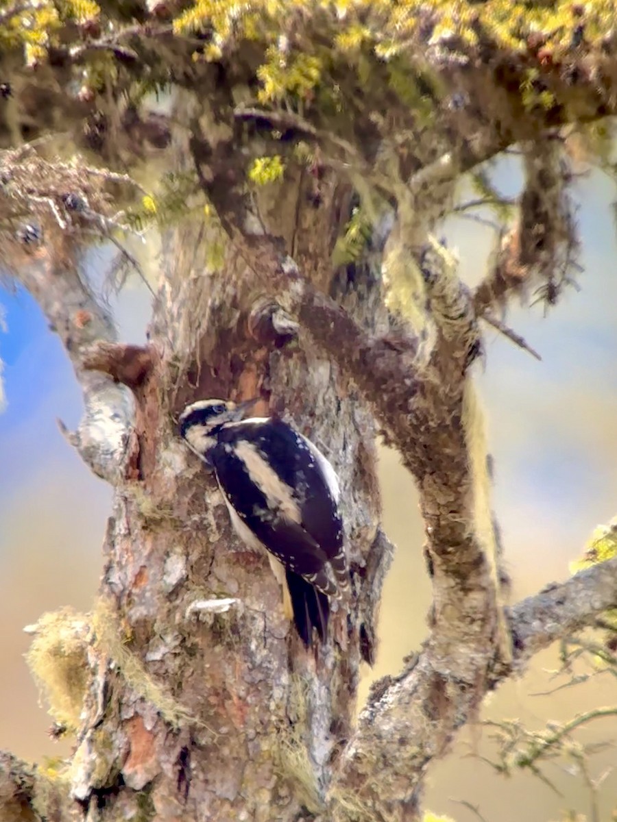 Hairy Woodpecker - Detlef Buettner