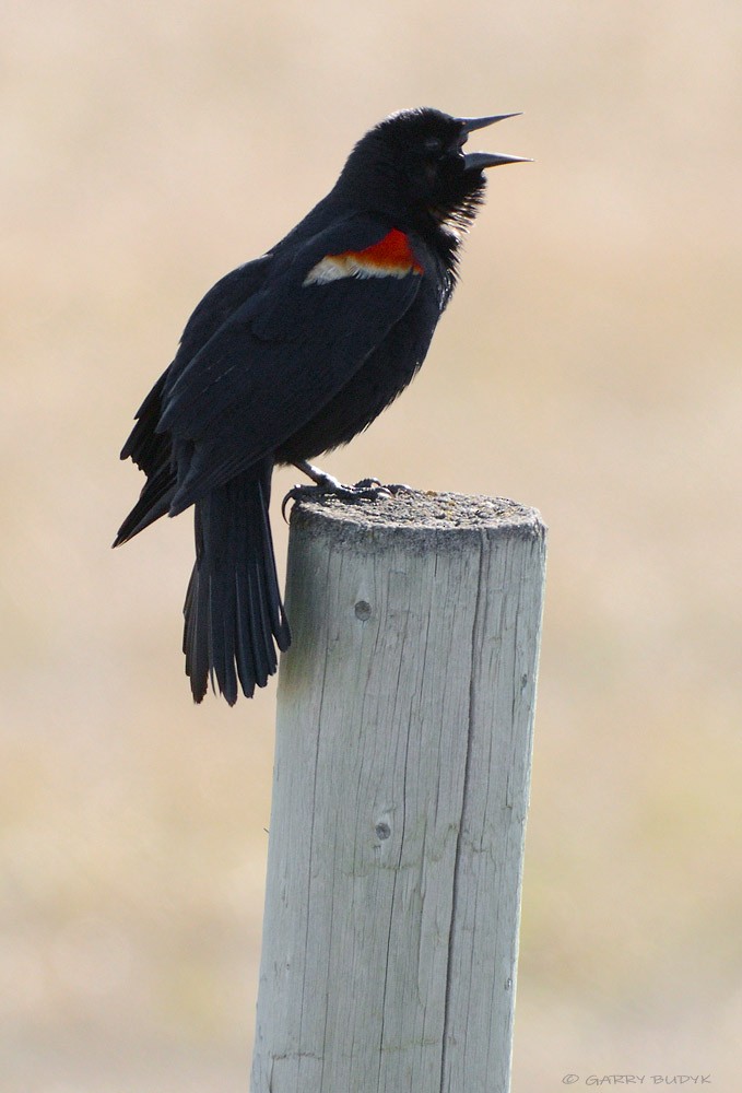 Red-winged Blackbird - Garry Budyk
