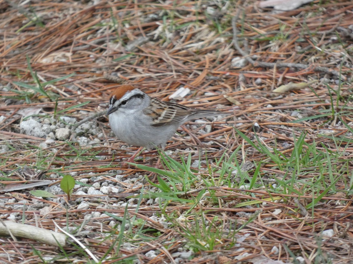 Chipping Sparrow - ML618245562