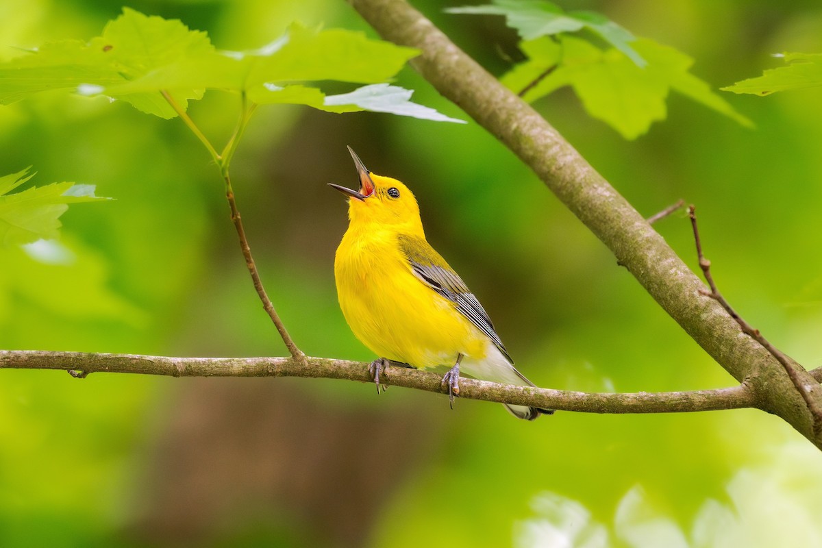 Prothonotary Warbler - ML618245585