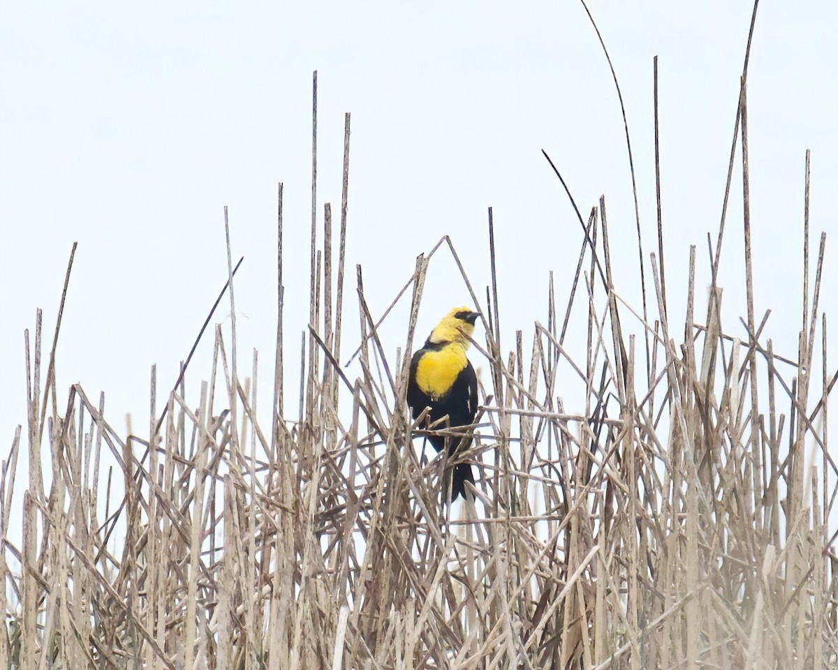 Yellow-headed Blackbird - ML618245586
