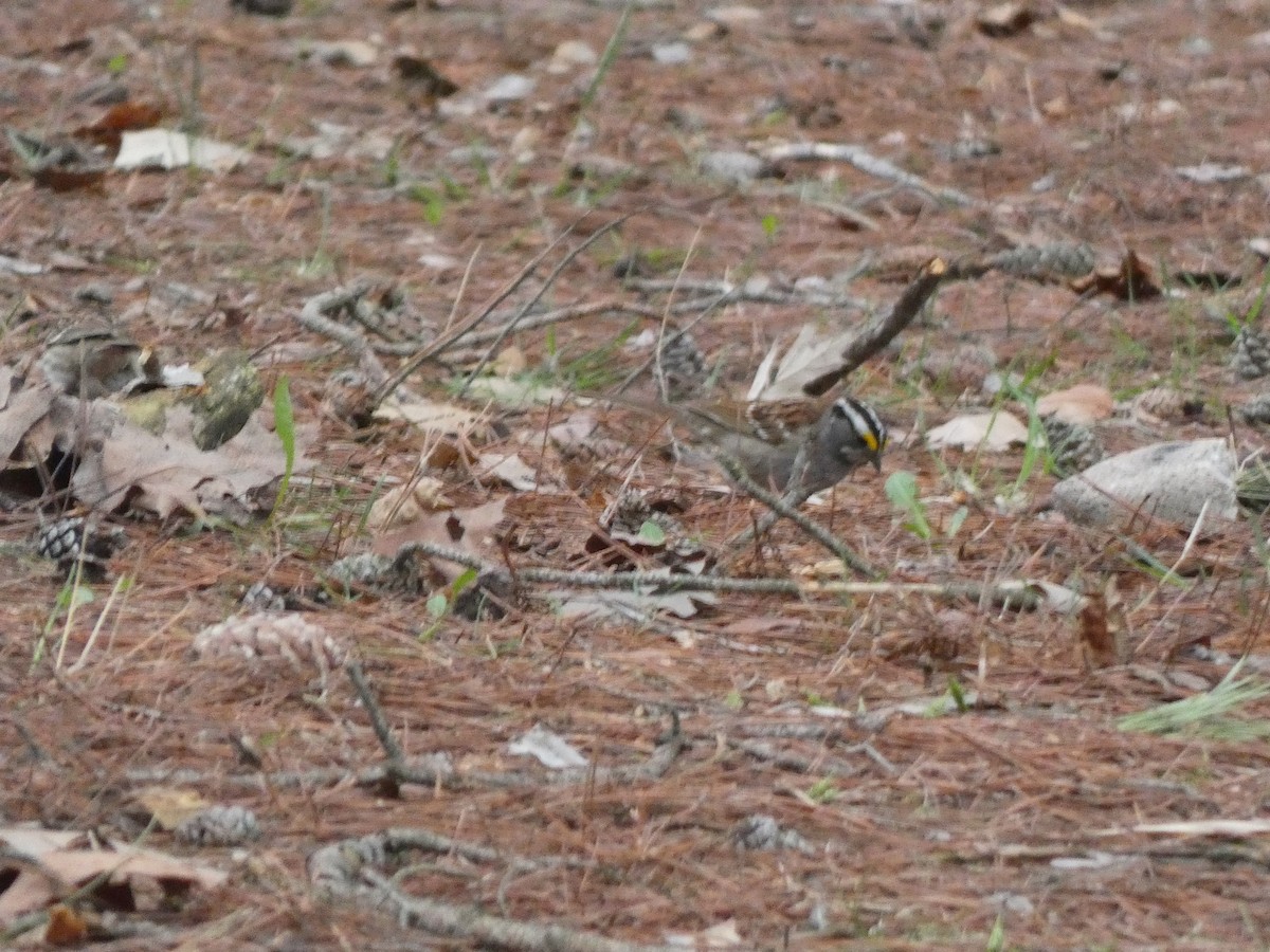 White-throated Sparrow - ML618245597