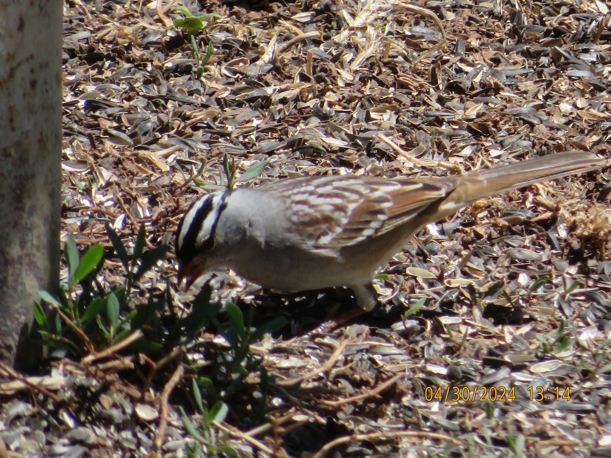White-crowned Sparrow (oriantha) - ML618245631