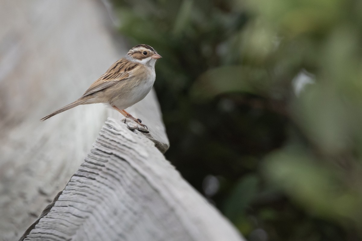 Clay-colored Sparrow - Dan Ellison