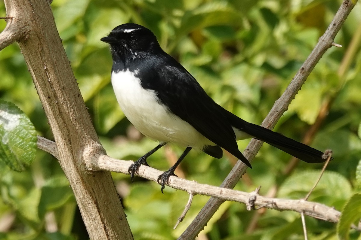 Willie-wagtail - Alan Coates
