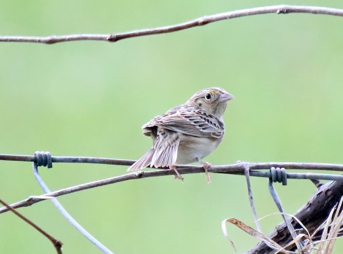 Grasshopper Sparrow - Elizabeth Winter