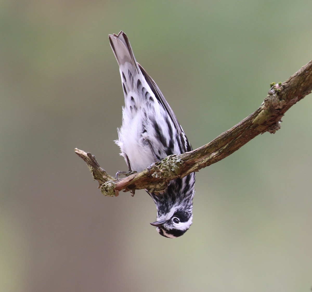 Black-and-white Warbler - maggie peretto