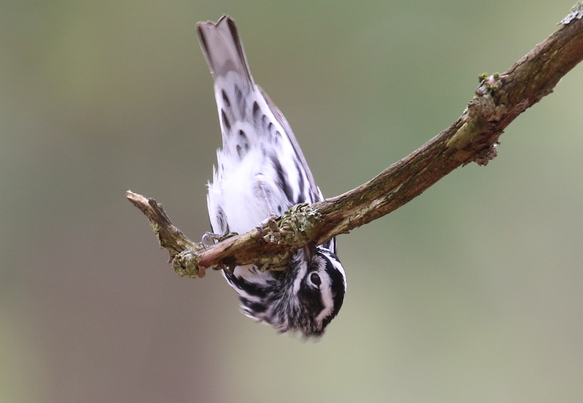 Black-and-white Warbler - ML618245683