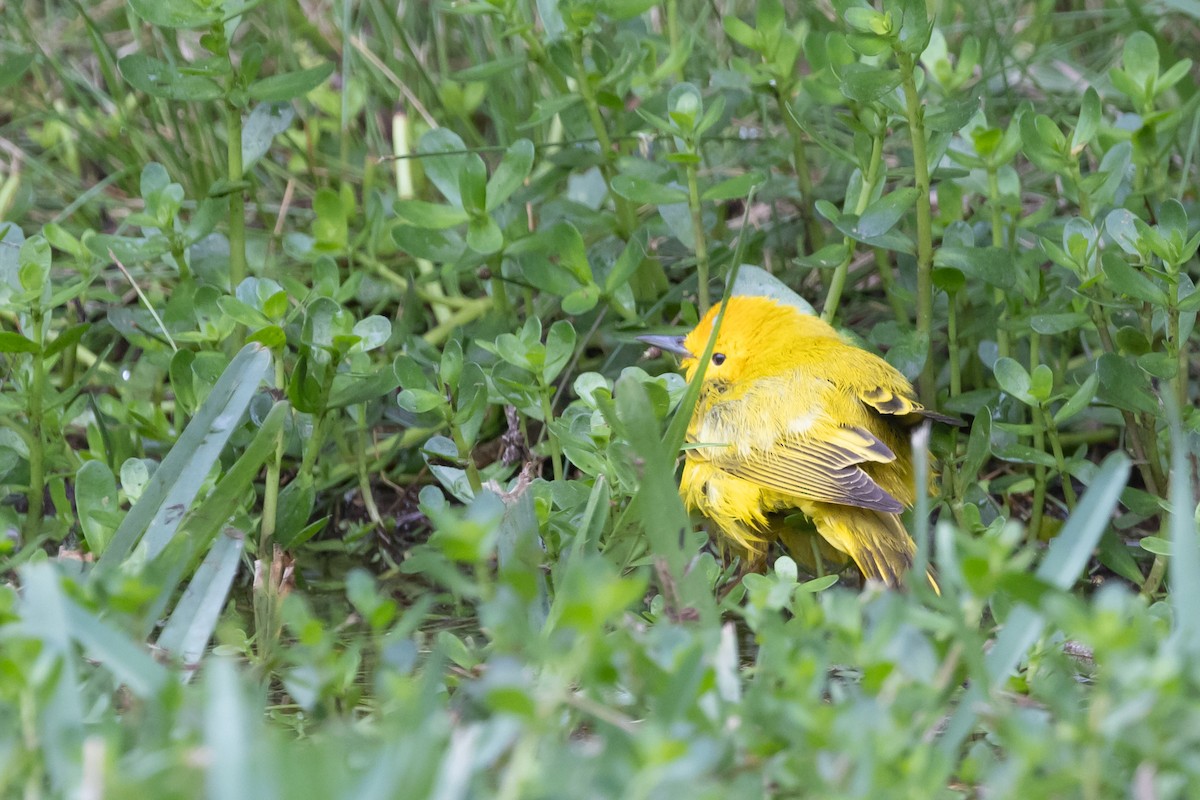 Yellow Warbler - Dan Ellison