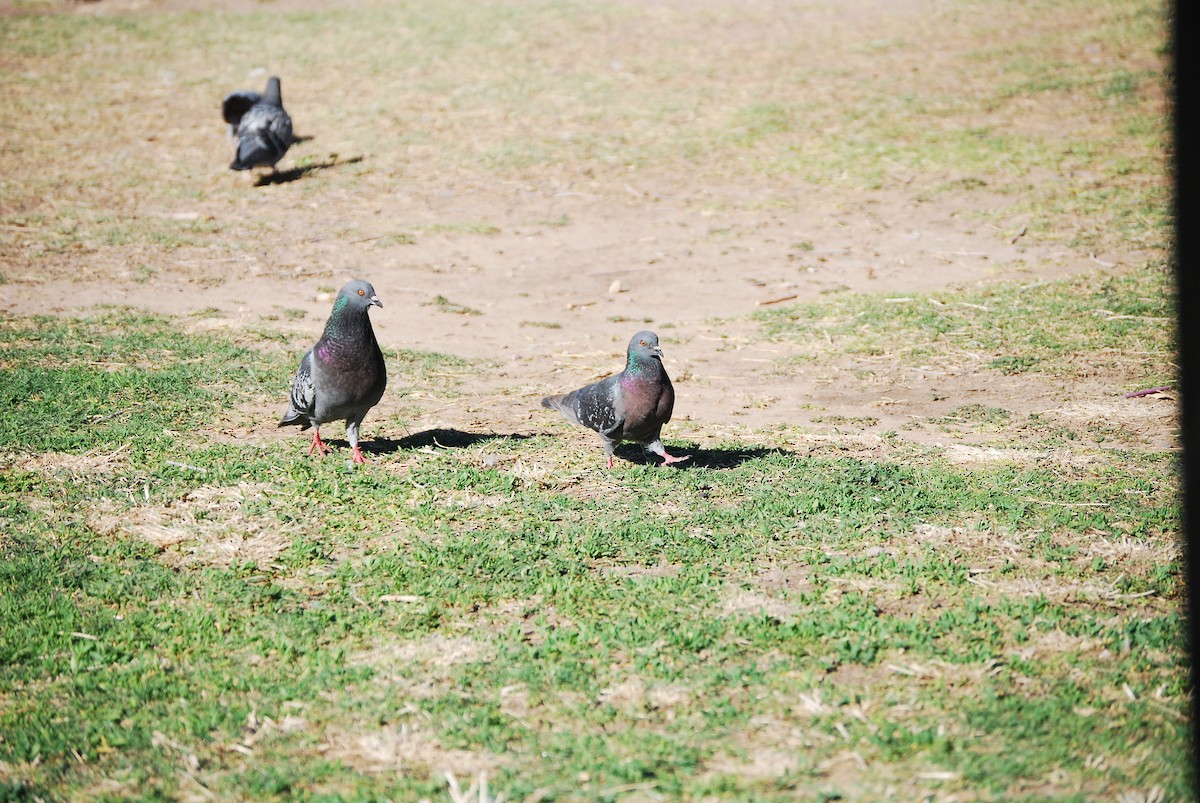 Rock Pigeon (Feral Pigeon) - ML618245696