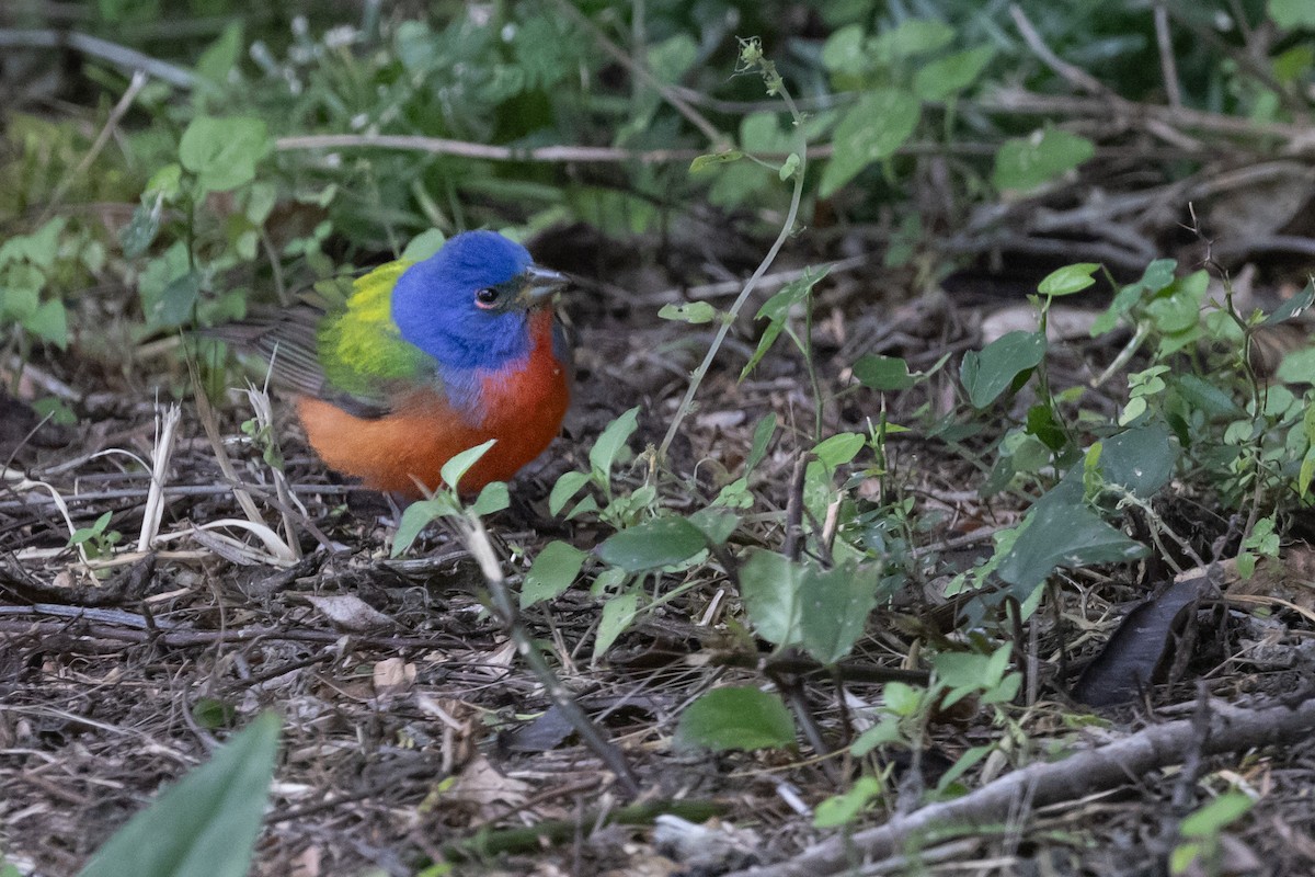 Painted Bunting - ML618245700