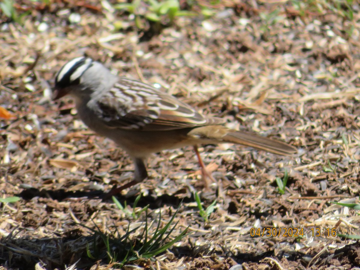 White-crowned Sparrow (oriantha) - ML618245708