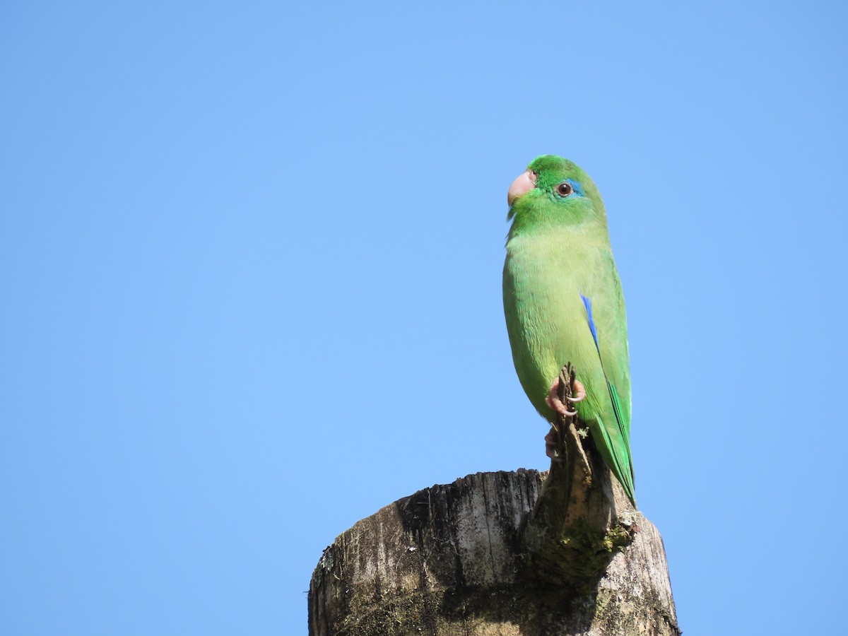 Spectacled Parrotlet - Cristian Cufiño