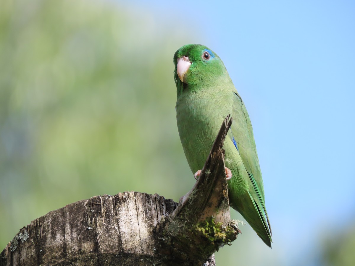 Spectacled Parrotlet - ML618245743