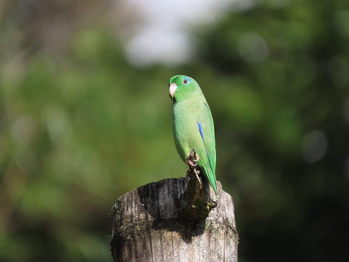 Spectacled Parrotlet - Cristian Cufiño