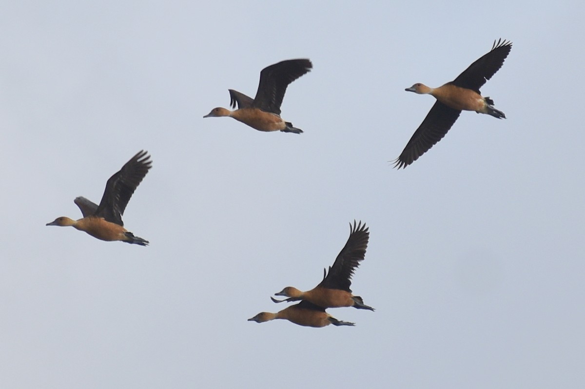 Fulvous Whistling-Duck - Claire H