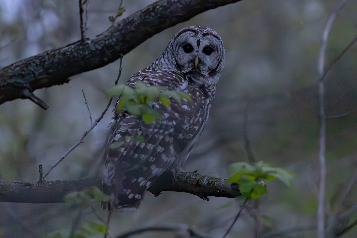 Barred Owl - John Liber