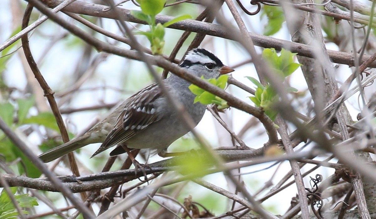 White-crowned Sparrow - ML618245797