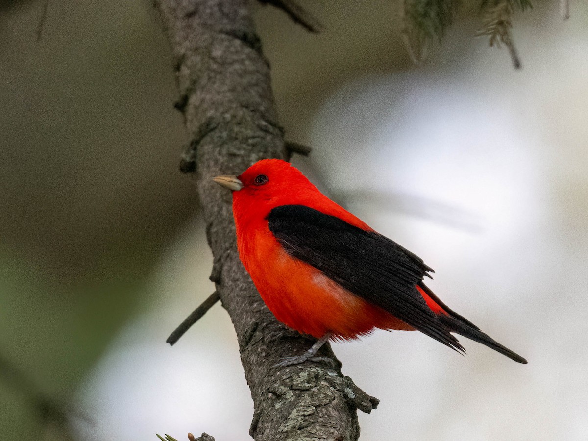Scarlet Tanager - ML618245805