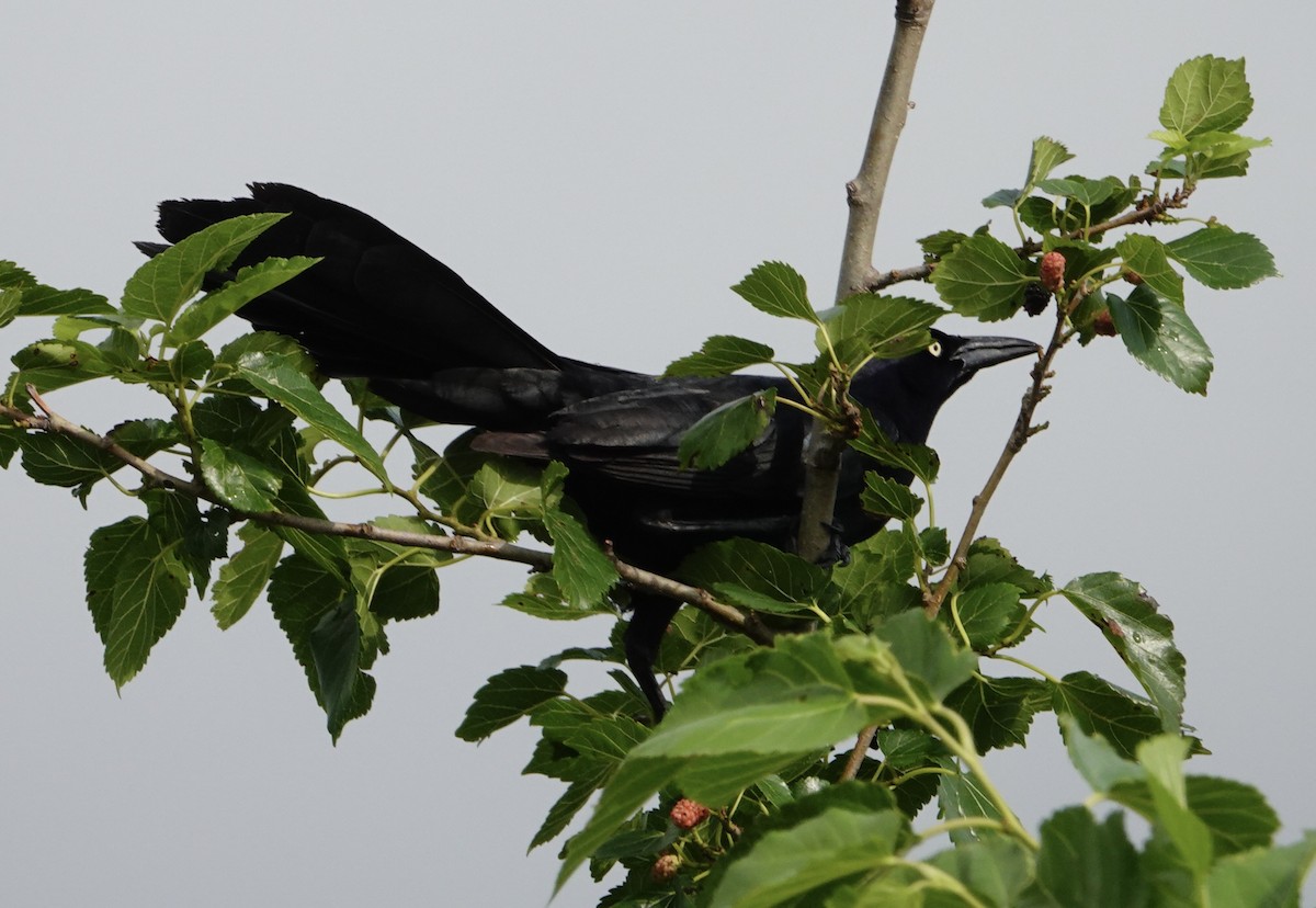Great-tailed Grackle - ML618245813