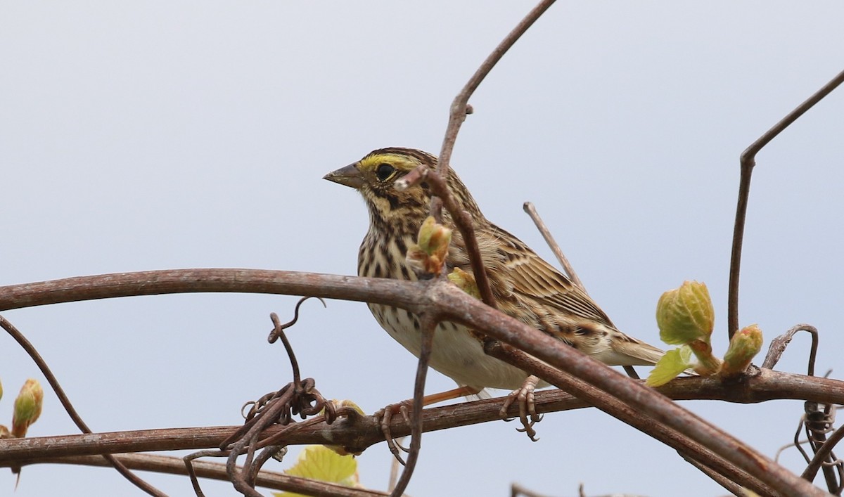 Savannah Sparrow - ML618245821
