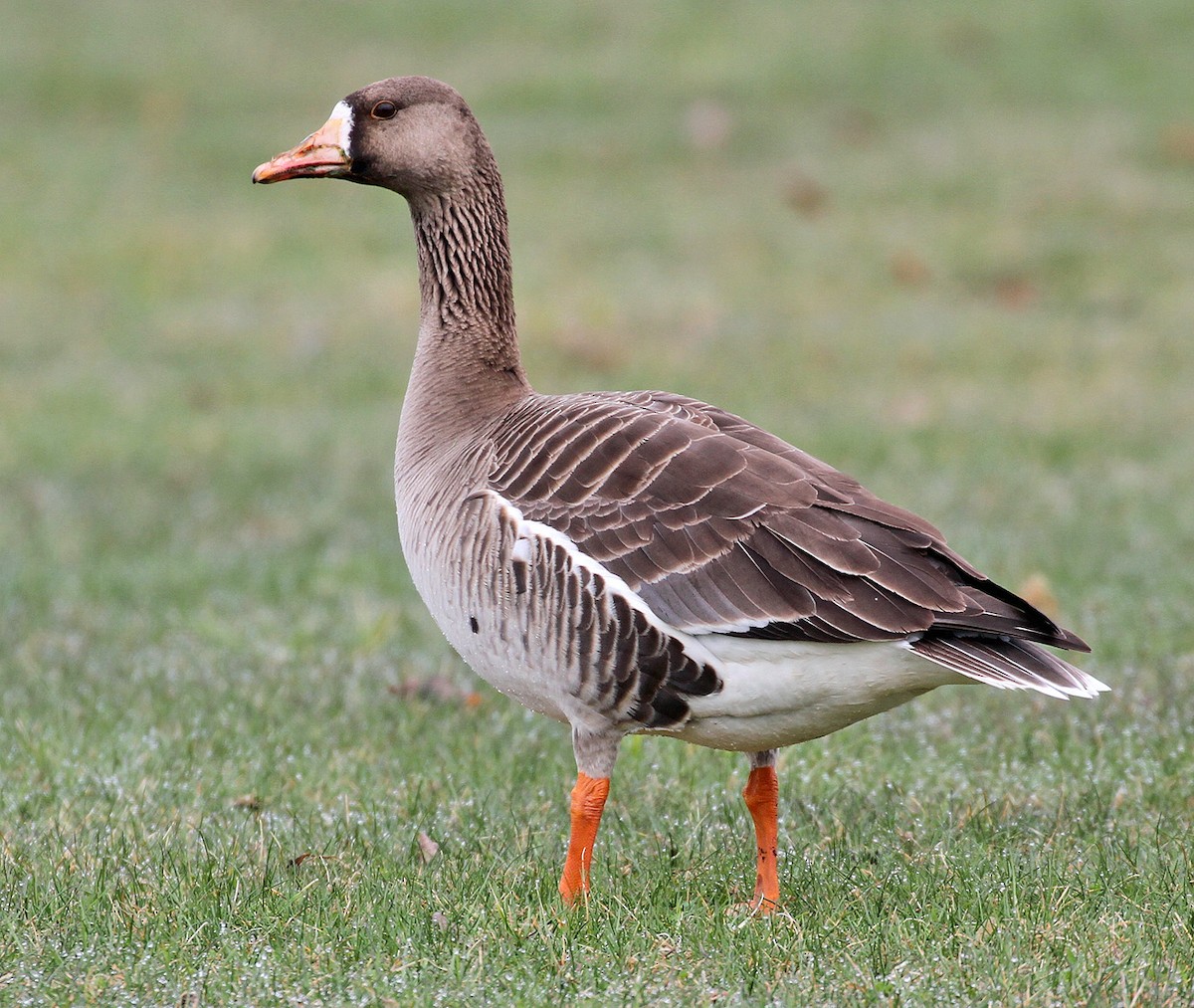 Greater White-fronted Goose - ML618245824