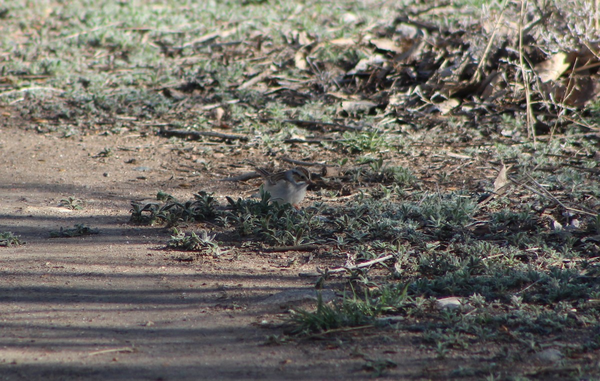Clay-colored Sparrow - ML618245825
