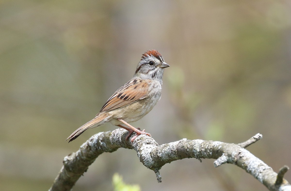 Swamp Sparrow - ML618245830