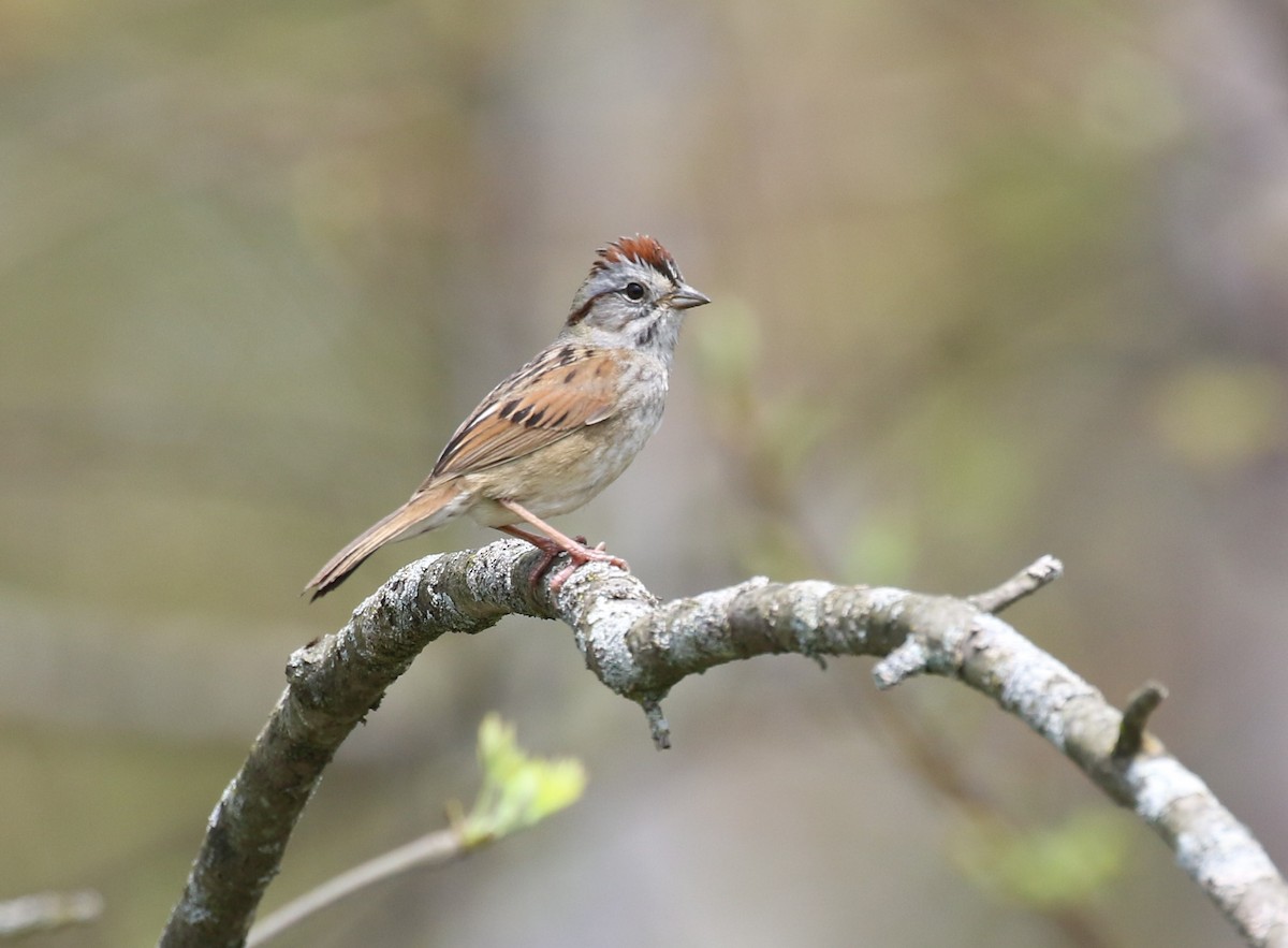 Swamp Sparrow - ML618245831