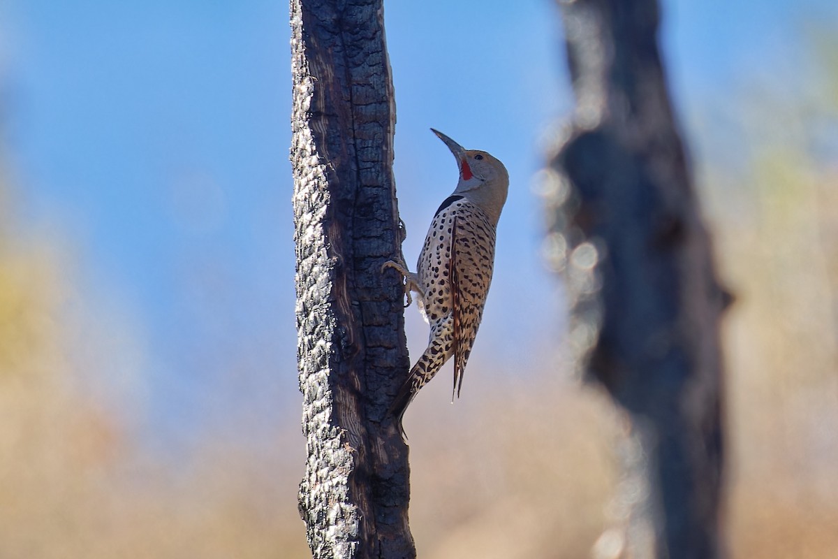 Northern Flicker (Red-shafted) - ML618245832