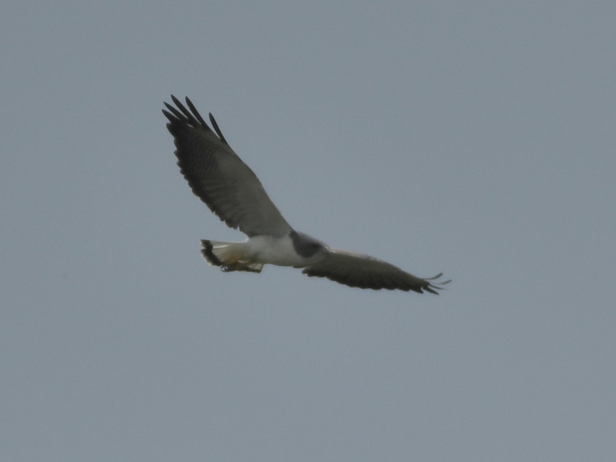 White-tailed Hawk - Kent Kleman